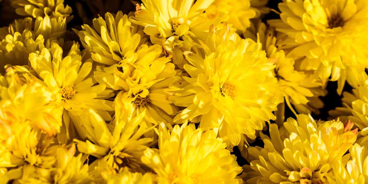 Double-decker vs Single-decker Bus: 16 Amusing Questions from Kids